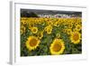 Spain, Andalusia, Cadiz Province. Sunflower fields.-Julie Eggers-Framed Photographic Print