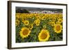 Spain, Andalusia, Cadiz Province. Sunflower fields.-Julie Eggers-Framed Photographic Print
