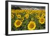 Spain, Andalusia, Cadiz Province. Sunflower fields.-Julie Eggers-Framed Photographic Print