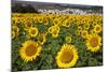 Spain, Andalusia, Cadiz Province. Sunflower fields.-Julie Eggers-Mounted Photographic Print