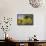 Spain, Andalusia, Cadiz Province. Trees in field of sunflowers.-Julie Eggers-Framed Stretched Canvas displayed on a wall