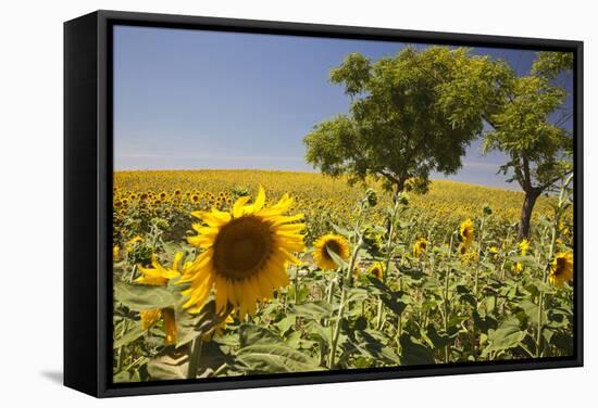 Spain, Andalusia, Cadiz Province. Trees in field of sunflowers.-Julie Eggers-Framed Stretched Canvas