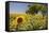 Spain, Andalusia, Cadiz Province. Trees in field of sunflowers.-Julie Eggers-Framed Stretched Canvas