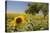 Spain, Andalusia, Cadiz Province. Trees in field of sunflowers.-Julie Eggers-Stretched Canvas