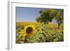 Spain, Andalusia, Cadiz Province. Trees in field of sunflowers.-Julie Eggers-Framed Photographic Print
