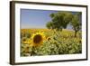 Spain, Andalusia, Cadiz Province. Trees in field of sunflowers.-Julie Eggers-Framed Photographic Print