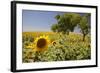 Spain, Andalusia, Cadiz Province. Trees in field of sunflowers.-Julie Eggers-Framed Photographic Print