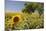 Spain, Andalusia, Cadiz Province. Trees in field of sunflowers.-Julie Eggers-Mounted Photographic Print