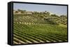 Spain, Andalusia, Cadiz Province. Vineyard field and olive grove.-Julie Eggers-Framed Stretched Canvas