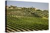 Spain, Andalusia, Cadiz Province. Vineyard field and olive grove.-Julie Eggers-Stretched Canvas
