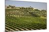 Spain, Andalusia, Cadiz Province. Vineyard field and olive grove.-Julie Eggers-Mounted Photographic Print