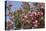 Spain, Andalusia, Cordoba, Alcazar of Cordoba (Alcazar de los Reyes Cristianos), Flowers-Samuel Magal-Stretched Canvas