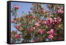 Spain, Andalusia, Cordoba, Alcazar of Cordoba (Alcazar de los Reyes Cristianos), Flowers-Samuel Magal-Framed Stretched Canvas