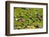 Spain, Andalusia, Cordoba, Alcazar of Cordoba (Alcazar de los Reyes Cristianos), Flowers-Samuel Magal-Framed Photographic Print