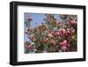 Spain, Andalusia, Cordoba, Alcazar of Cordoba (Alcazar de los Reyes Cristianos), Flowers-Samuel Magal-Framed Photographic Print