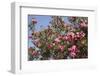 Spain, Andalusia, Cordoba, Alcazar of Cordoba (Alcazar de los Reyes Cristianos), Flowers-Samuel Magal-Framed Photographic Print