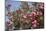 Spain, Andalusia, Cordoba, Alcazar of Cordoba (Alcazar de los Reyes Cristianos), Flowers-Samuel Magal-Mounted Photographic Print