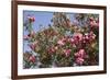 Spain, Andalusia, Cordoba, Alcazar of Cordoba (Alcazar de los Reyes Cristianos), Flowers-Samuel Magal-Framed Photographic Print