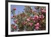 Spain, Andalusia, Cordoba, Alcazar of Cordoba (Alcazar de los Reyes Cristianos), Flowers-Samuel Magal-Framed Photographic Print