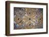 Spain, Andalusia, Granada, Alhambra Palace, Decorated Ceiling-Samuel Magal-Framed Photographic Print