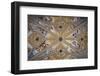 Spain, Andalusia, Granada, Alhambra Palace, Decorated Ceiling-Samuel Magal-Framed Photographic Print