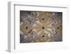 Spain, Andalusia, Granada, Alhambra Palace, Decorated Ceiling-Samuel Magal-Framed Photographic Print