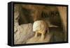 Spain, Andalusia, Roman Necropolis of Carmona, Elephant Statue in Funerary Chamber at Elephant Tomb-null-Framed Stretched Canvas