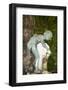 Spain, Andalusia, Sevilla, House of Pilate, Fountain, Marble Statue-Samuel Magal-Framed Photographic Print