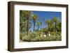 Spain, Andalusia, Seville, Palm Garden, Jardines De Murillo, Couple-Chris Seba-Framed Photographic Print