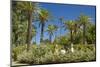 Spain, Andalusia, Seville, Palm Garden, Jardines De Murillo, Couple-Chris Seba-Mounted Photographic Print