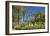 Spain, Andalusia, Seville, Palm Garden, Jardines De Murillo, Couple-Chris Seba-Framed Photographic Print