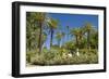 Spain, Andalusia, Seville, Palm Garden, Jardines De Murillo, Couple-Chris Seba-Framed Photographic Print