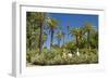 Spain, Andalusia, Seville, Palm Garden, Jardines De Murillo, Couple-Chris Seba-Framed Photographic Print