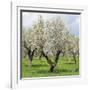 Spain, Balearic Islands, Island Majorca, Almond-Trees, Blooming-Steffen Beuthan-Framed Photographic Print