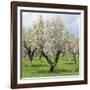 Spain, Balearic Islands, Island Majorca, Almond-Trees, Blooming-Steffen Beuthan-Framed Photographic Print