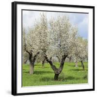 Spain, Balearic Islands, Island Majorca, Almond-Trees, Blooming-Steffen Beuthan-Framed Photographic Print