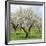 Spain, Balearic Islands, Island Majorca, Almond-Trees, Blooming-Steffen Beuthan-Framed Photographic Print