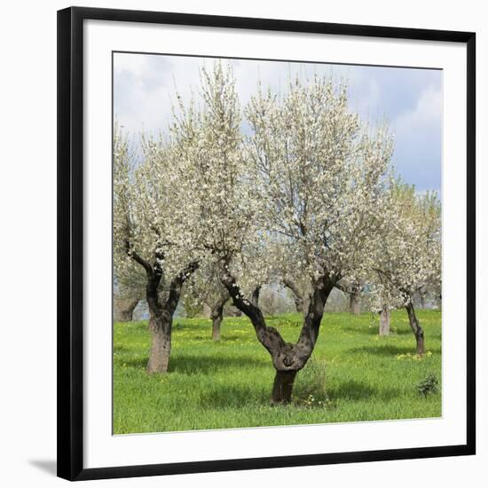 Spain, Balearic Islands, Island Majorca, Almond-Trees, Blooming-Steffen Beuthan-Framed Photographic Print