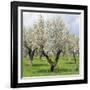 Spain, Balearic Islands, Island Majorca, Almond-Trees, Blooming-Steffen Beuthan-Framed Photographic Print