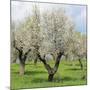 Spain, Balearic Islands, Island Majorca, Almond-Trees, Blooming-Steffen Beuthan-Mounted Photographic Print