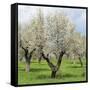 Spain, Balearic Islands, Island Majorca, Almond-Trees, Blooming-Steffen Beuthan-Framed Stretched Canvas