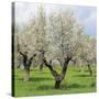 Spain, Balearic Islands, Island Majorca, Almond-Trees, Blooming-Steffen Beuthan-Stretched Canvas
