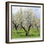 Spain, Balearic Islands, Island Majorca, Almond-Trees, Blooming-Steffen Beuthan-Framed Photographic Print