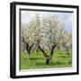 Spain, Balearic Islands, Island Majorca, Almond-Trees, Blooming-Steffen Beuthan-Framed Photographic Print