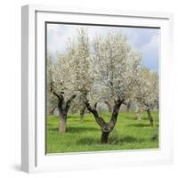 Spain, Balearic Islands, Island Majorca, Almond-Trees, Blooming-Steffen Beuthan-Framed Photographic Print