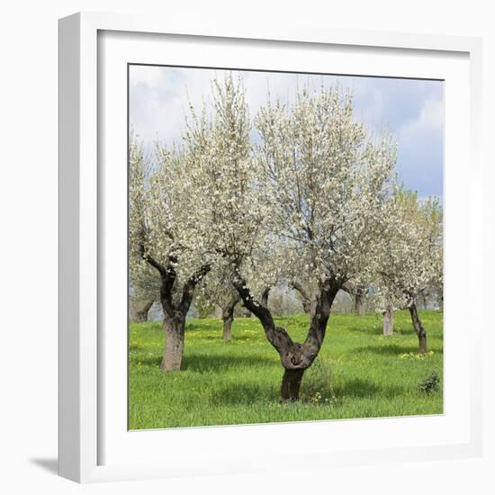 Spain, Balearic Islands, Island Majorca, Almond-Trees, Blooming-Steffen Beuthan-Framed Photographic Print