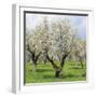 Spain, Balearic Islands, Island Majorca, Almond-Trees, Blooming-Steffen Beuthan-Framed Photographic Print