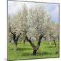 Spain, Balearic Islands, Island Majorca, Almond-Trees, Blooming-Steffen Beuthan-Mounted Photographic Print