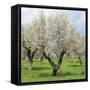 Spain, Balearic Islands, Island Majorca, Almond-Trees, Blooming-Steffen Beuthan-Framed Stretched Canvas