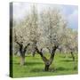 Spain, Balearic Islands, Island Majorca, Almond-Trees, Blooming-Steffen Beuthan-Stretched Canvas